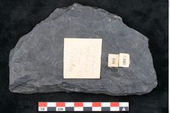 Foto (Detailansicht) von Syringodendron cyclostigma Brongniart (NHMW-GEO-2024-0188-11107)